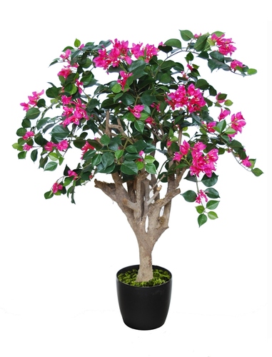 Bouganvillea Jewel Fuchsia 80 cm 